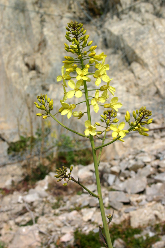 Brassica montana / Cavolo delle rupi